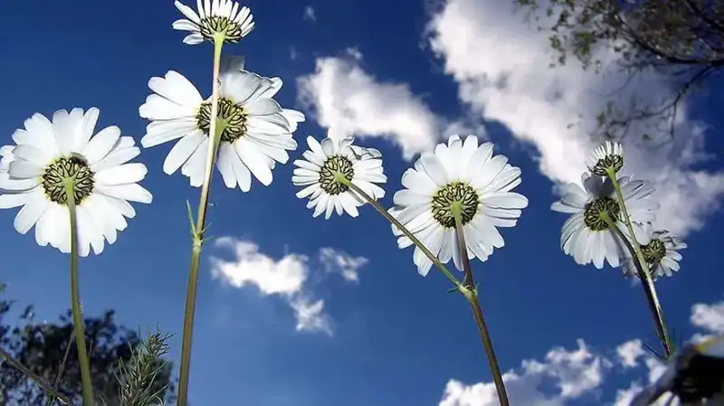 2026 Cemreler Ne Zaman Düşecek? Tarihleri ve Anlamları