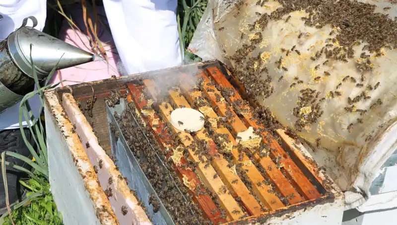 Ata Mesleği Arıcılığı Sürdüren Genç Girişimci, Yurt Dışından Siparişler Almaya Başladı