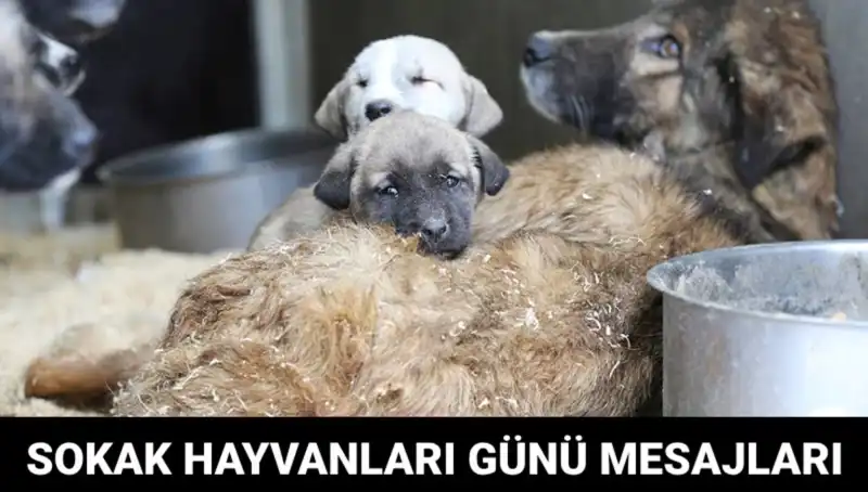 Dünya Sokak Hayvanları Günü: Bilinçlenme ve Farkındalık İçin Bir Fırsat