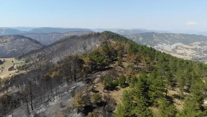 Bolu’da Doğanın Kalbi: 5 Milyon Fidan Toprakla Buluşuyor!