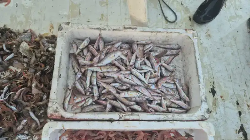 Taze Deniz Ürünleri İle Limana Gelen Balıkçılar, Şehrin Sofralarını Şenlendiriyor!