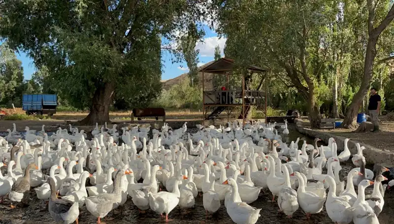 Sofralık Lezzetlerin Fiyat Arttırması: 2.500 TL'den 6.000 TL'ye Çıkan Ürünler