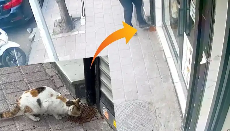 Kedilerin Mamalarını Dağıtan Gizemli Olay Sokakları Kasıp Kavuruyor!