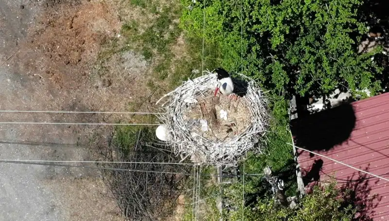 Baharın Müjdecisi: 22 Yıldır Aynı Yerde Yuva Yapan Kuşun İlginç Hikayesi