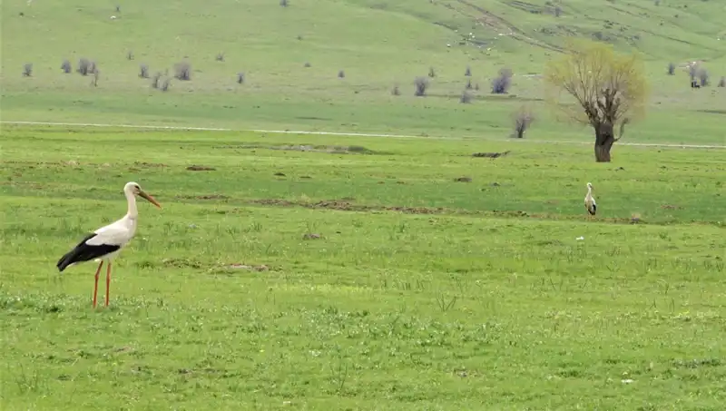 Leylekler Muş Ovası’na Dönüş Yaptı, Bahar Rüzgarları Esti!