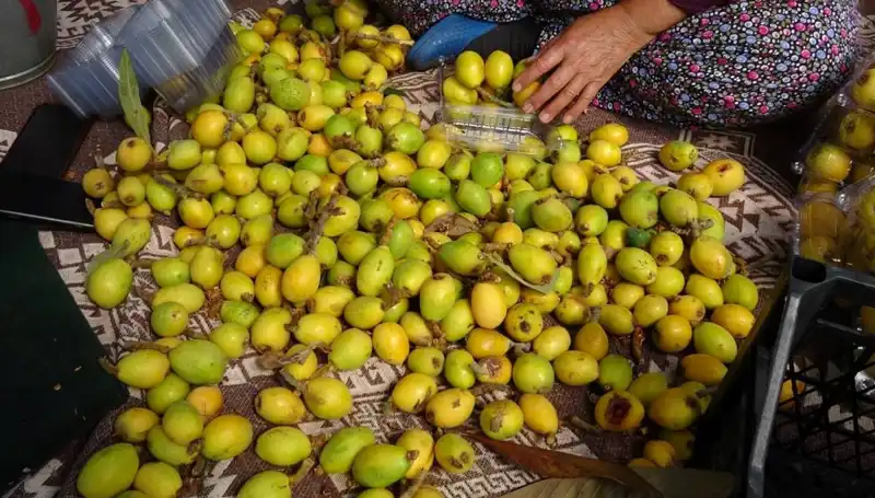 Muşmula Hasadında Fiyat Artışı: Kilosu 150 TL'ye Ulaştı!