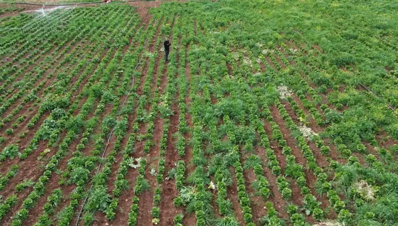 Kuraklık Marul Hasadını Tehdit Ediyor: Tarım Alanlarında Korkutan Gelişmeler