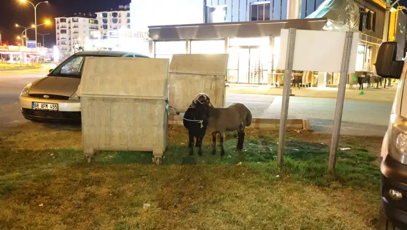 Yola Düşen "Mor Karaman" Koyunları, Kaderine Terk Edildi!
