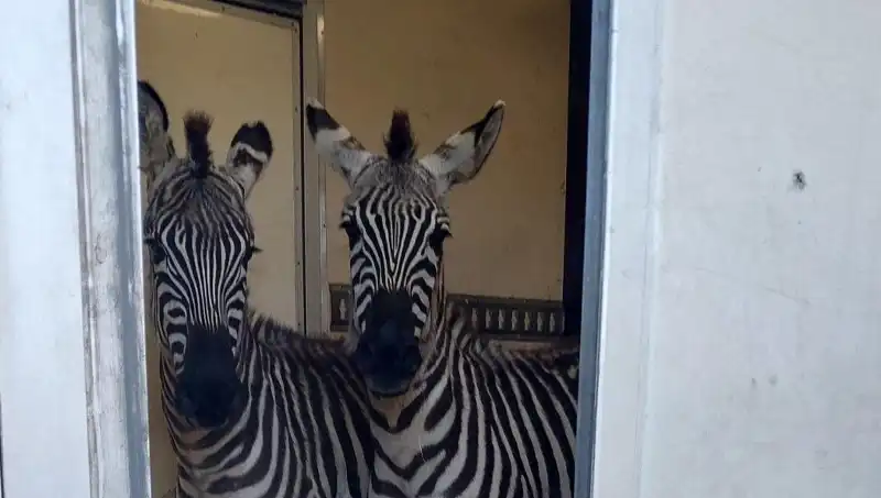 Sınırda Durdurulan Minibüsün İçinden Çıkanlar Şaşırttı: Zebra, Maymun ve Daha Fazlası!