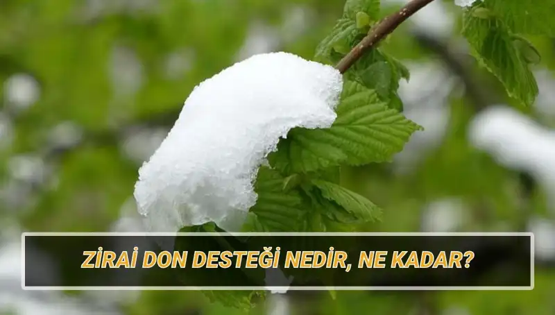 2023 Zirai Don Desteği: Hangi İllere Ne Kadar Yardım Yapılacak?