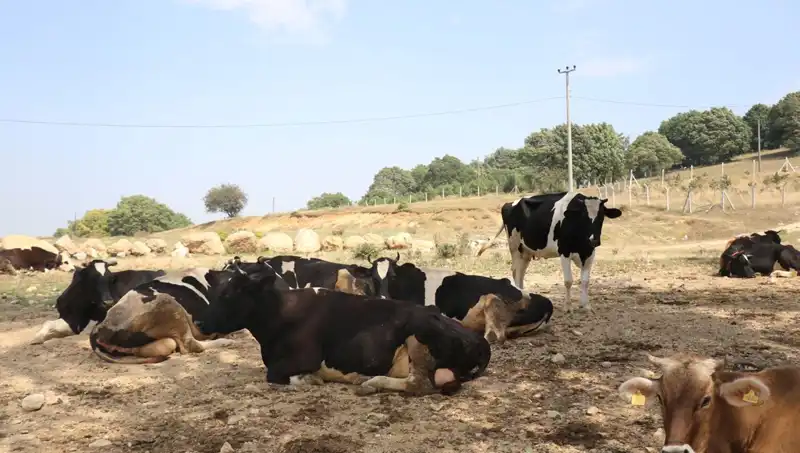 Şap Hastalığı Alarmı: 22 Köyde Giriş-Çıkış Kısıtlaması Uygulandı