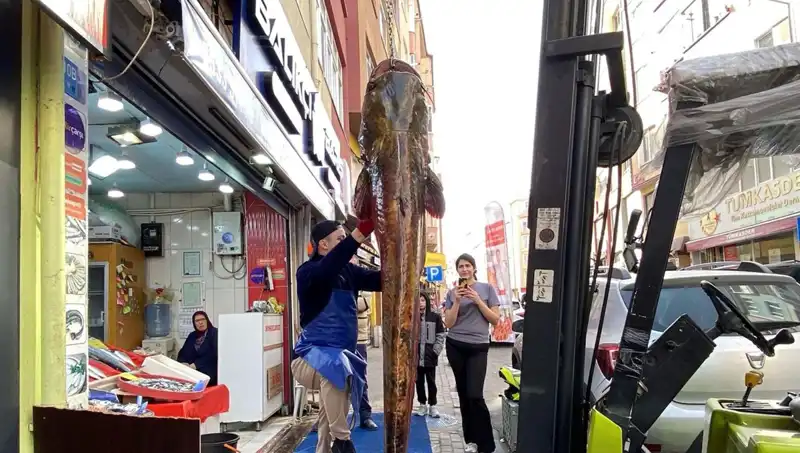 Meriç Nehri'nde Yakalanan Dev Balık: 3 Metre Uzunluğunda!