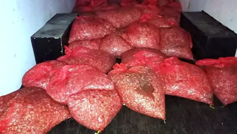 Samsun’da Kaçak Midye Operasyonunda Şok Edici 1,5 Ton Ele Geçirildi