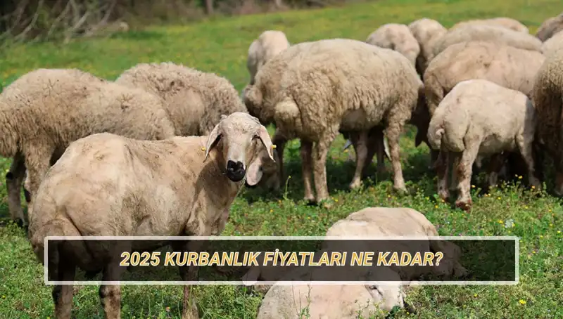 2025'te Kurban Fiyatları Ne Olacak? Büyükbaş ve Küçükbaş Alacaklar Dikkat!