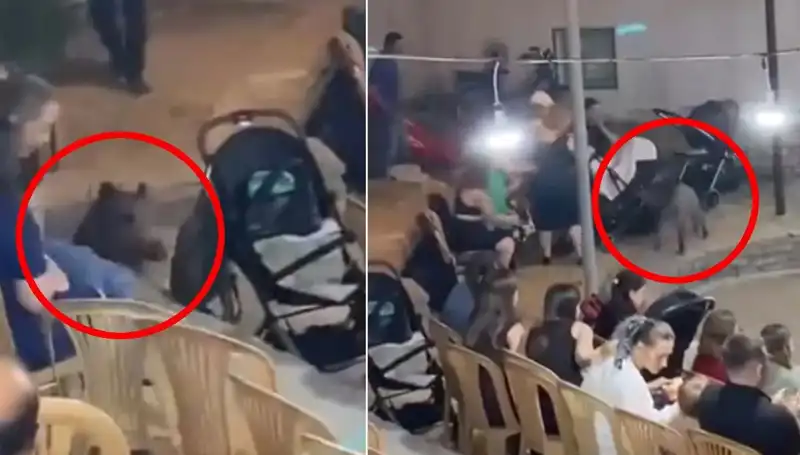 Düğün Töreninde Yaban Domuzu Sürprizi: Misafirler Şaşkın!