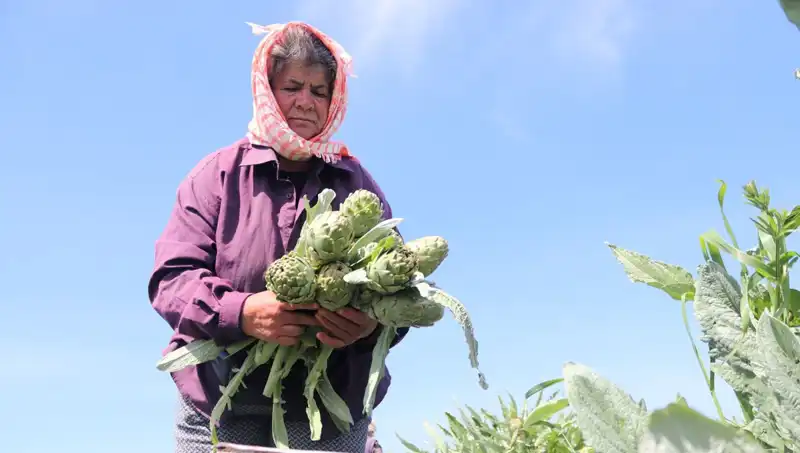 Tarladan Sofralara: 50 TL'lik Sebze Hakkında Bilmeniz Gerekenler