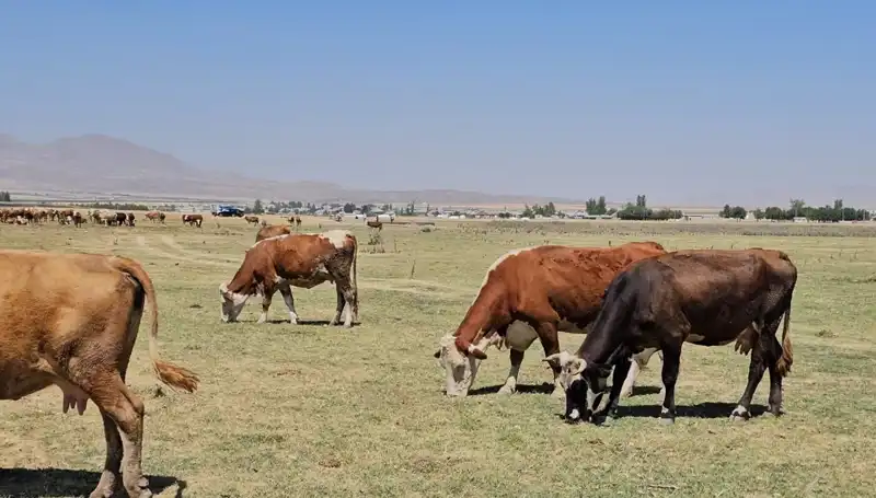 Arin Gölü’ndeki Kuruma: Su Sıkıntısı ve Ortaya Çıkan Kriz