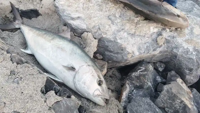 Oltayla Tam 65 Kilo Balık Yakaladı, 18 Bin TL’ye Satışıyla Göz Doldurdu!