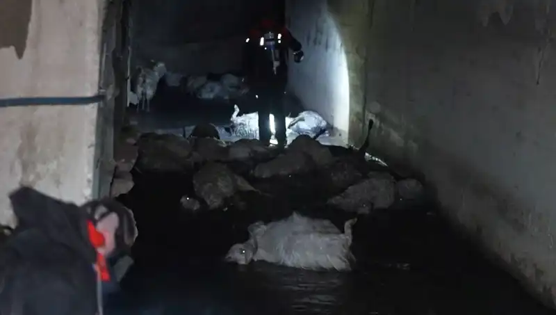 Keskin Koku Felaketi: Onlarca Hayvanın Hayatı Yok Oluyor