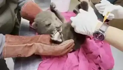 Karabük'te Yavru Bozayı Bulundu: Doğa Severler İçin Umut Işığı