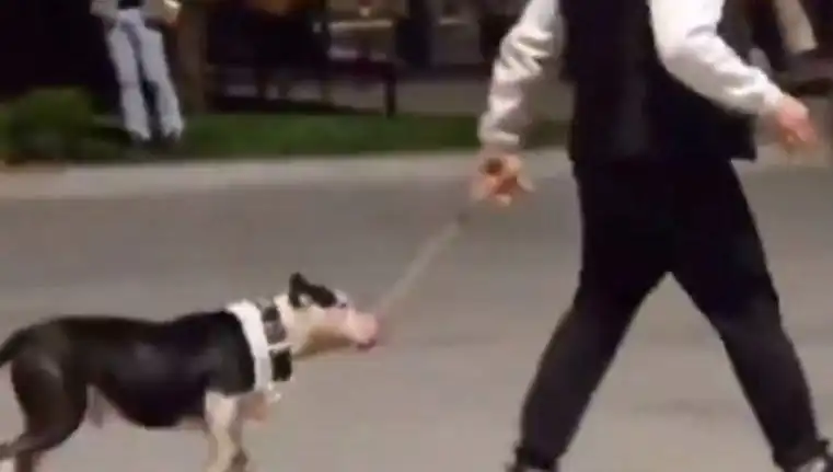 Ağızlıksız Pitbull Krizi: Köpek Sahibine Ceza Müdahalesi