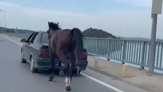 Adana’da Hayvanlara Eziyet Eden Kişiye Şok Tutuklama